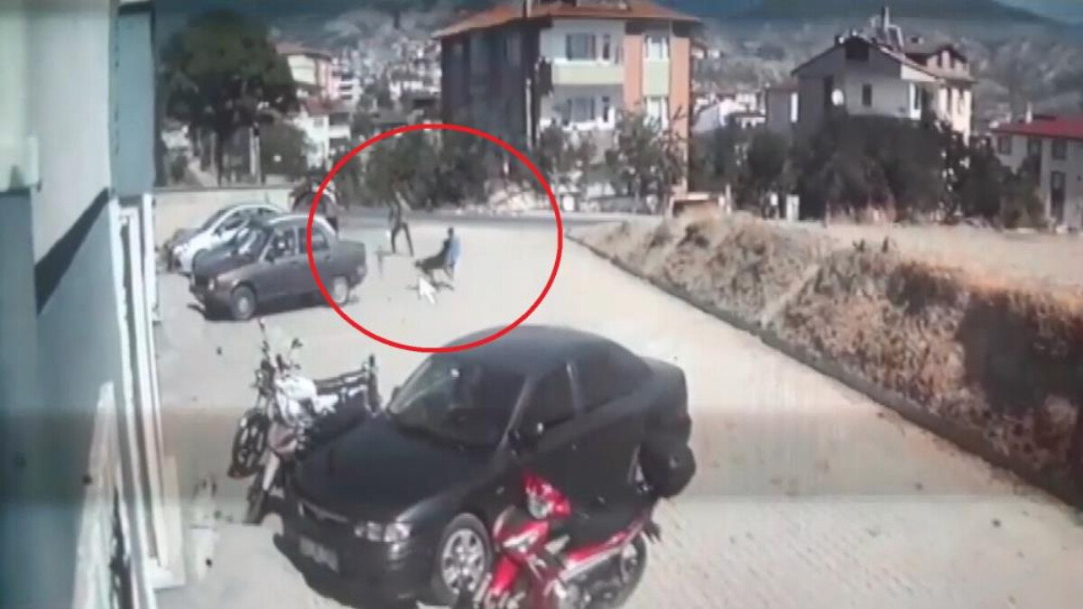 Kastamonu’da sokak köpekleri 6 yaşındaki çocuğa saldırdı