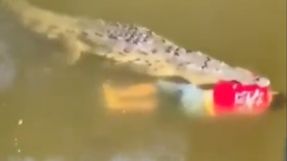 Kosta Rika’da timsah nehre giren futbolcuyu yedi