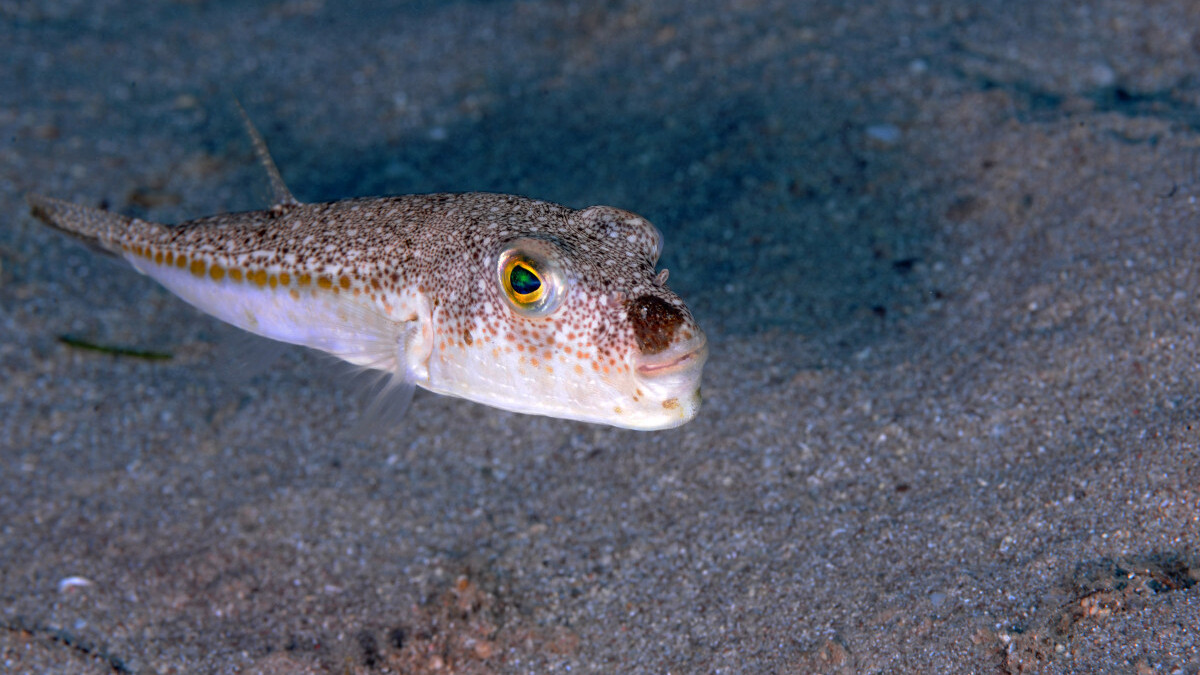 Küresel ısınmanın etkileri: Akdeniz’de istilacı türlerin sayısı artacak