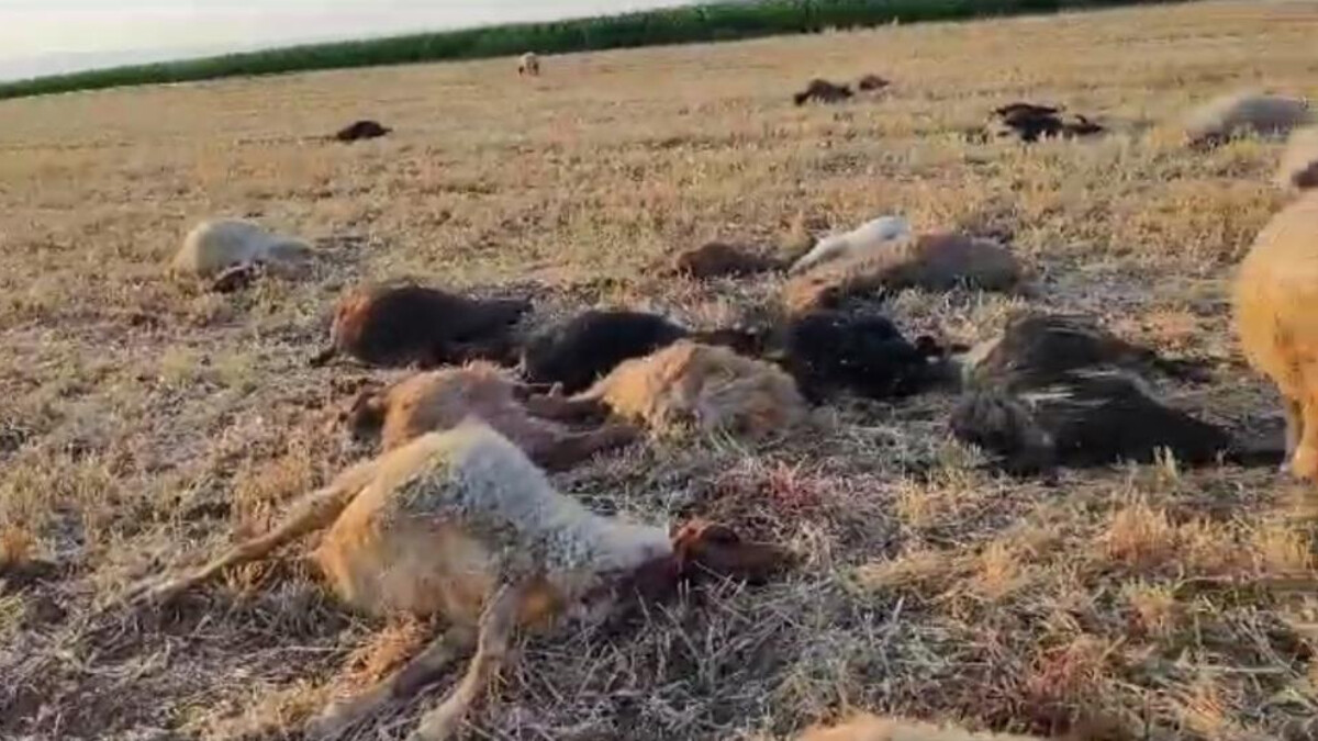 Mardin’de mısır ilaçlama deposundan sızan su 85 küçükbaşı telef etti