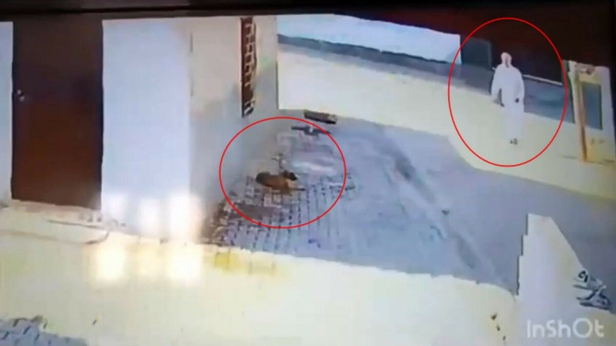 Mardin’de yavru köpeği demir çubukla öldürdü