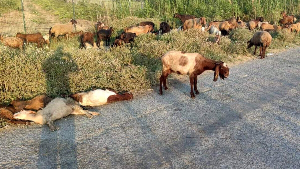 Mersin’de arazide otlayan 48 küçükbaş telef oldu