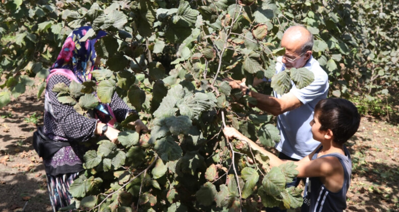 Mevsimlik işçi yevmiyesi 750 lira! Samsun’da üreticiler ailecek fındık topluyor