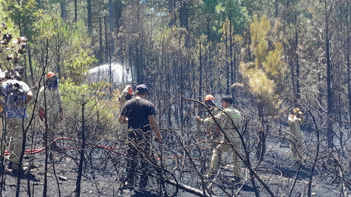 Muğla’da orman yangını kontrol altına alındı