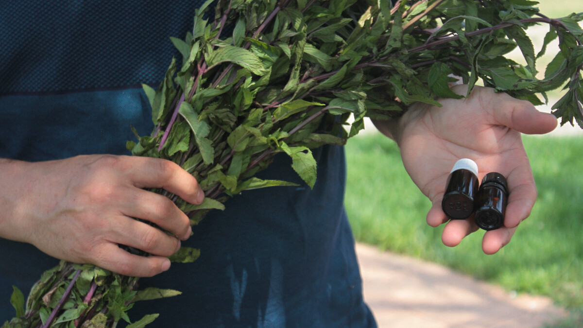 Ordulu kuzenlerin ürettiği yağın litresi 35 bin TL