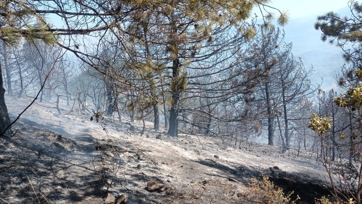 Sakarya’da ağaçlık alana sıçrayan yangın 8 dönüm alanı küle çevirdi