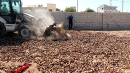 Şanlıurfa’da piyasaya sürülmek üzere olan 4 ton çürük soğan imha edildi