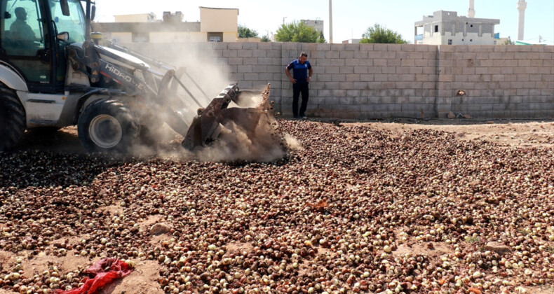 Şanlıurfa’da piyasaya sürülmek üzere olan 4 ton çürük soğan imha edildi