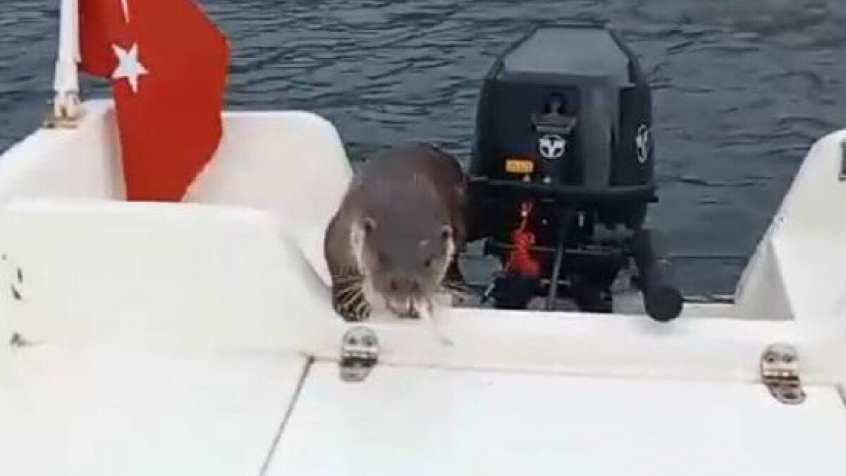 Şaşırtıcı an: Yalova’daki balıkçı teknesine tırmanan su samuru görenleri hayrete düşürdü!