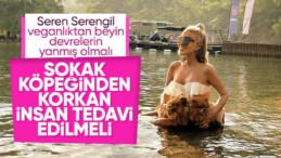 Seren Serengil’den sokak köpeği savunması: Korkan insan tedavi olsun