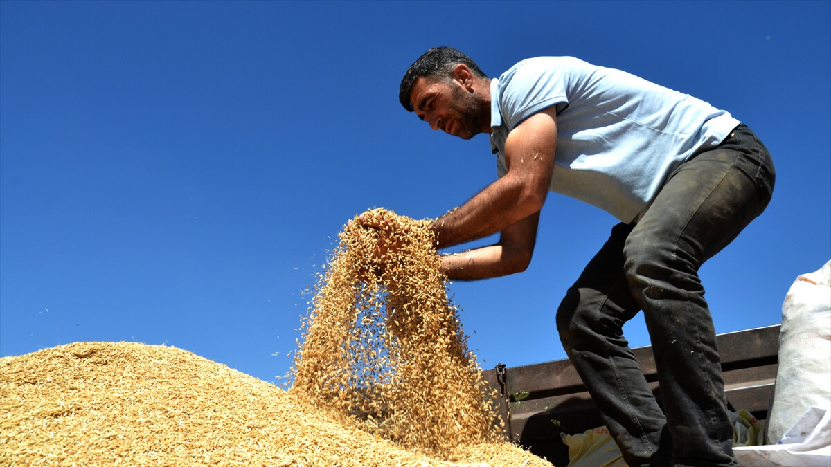 Tarımsal destekleme ödemeleri bugün çiftçilerin hesabına aktarılıyor
