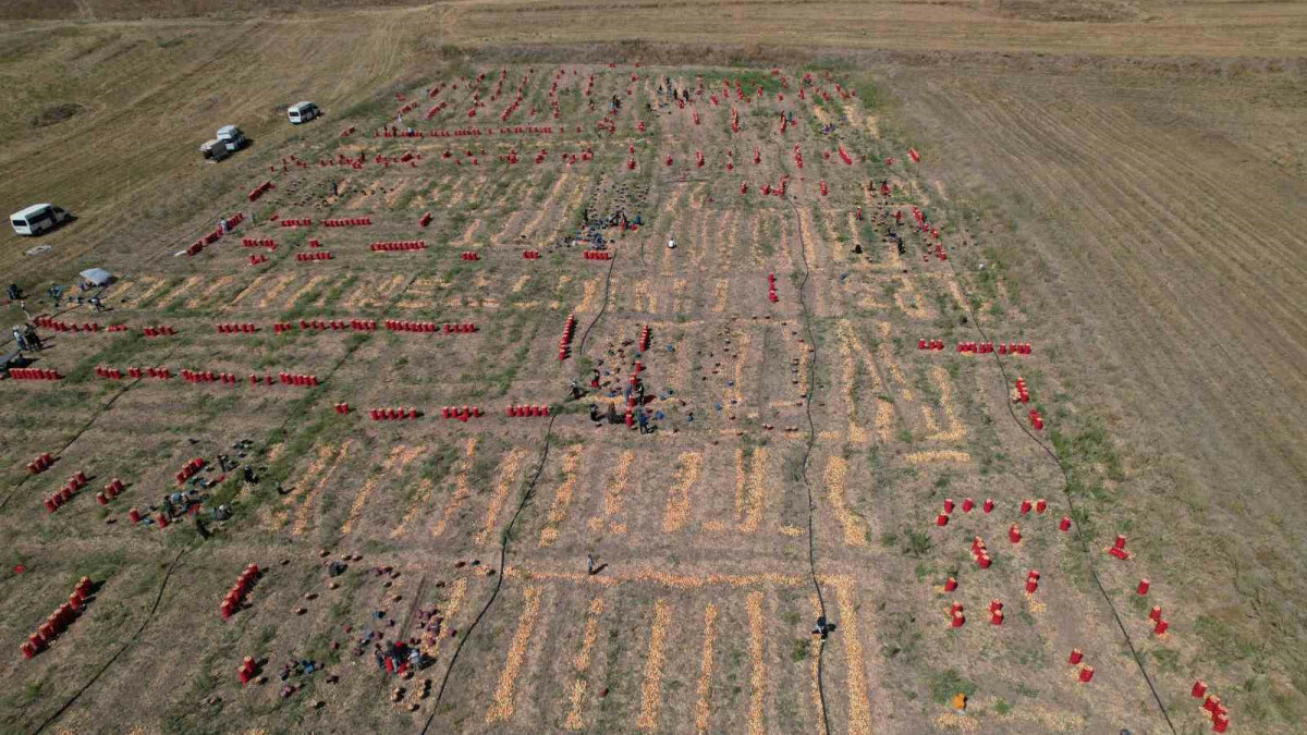 Tarlada 4,5, markette 20 lira! Ankara’da soğan hasadının sonuna gelindi