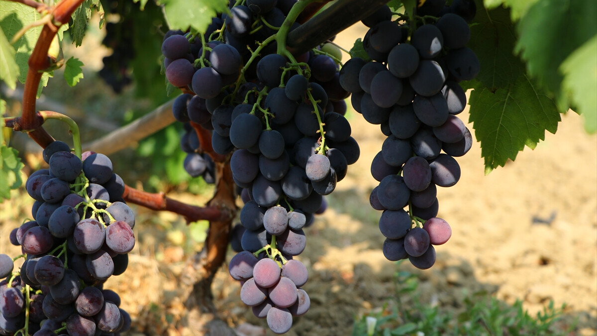 Tekirdağ bağlarında üzüm hasadı başladı