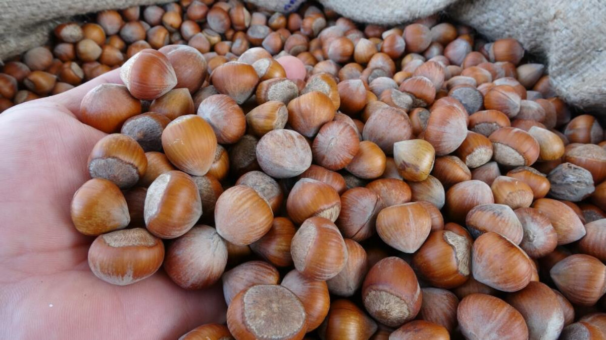 TMO Ordu’da fındık alımına başladı