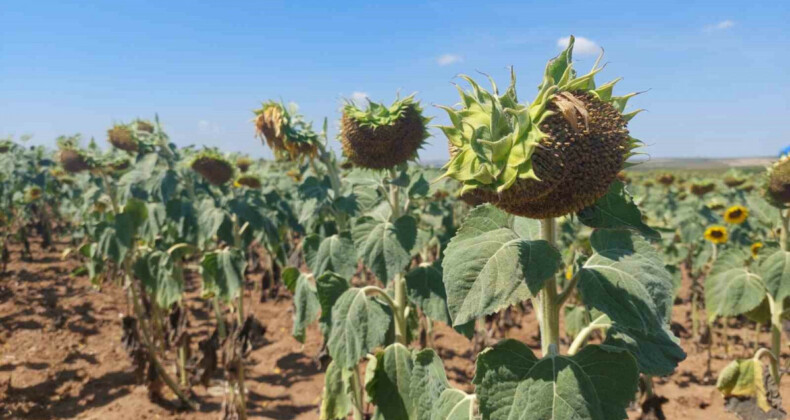 Trakya’da son yılların en büyük kuraklığı yaşanıyor: Ayçiçeği bücür kaldı