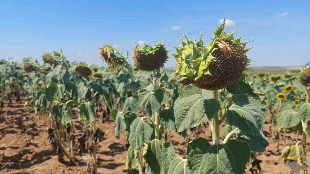 Trakya’da son yılların en büyük kuraklığı yaşanıyor: Ayçiçeği bücür kaldı