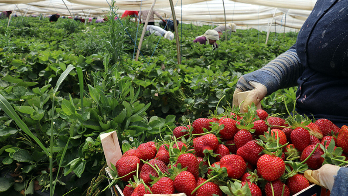 TÜİK, temmuz ayı tarım üreticilerindeki fiyat artışlarını açıkladı
