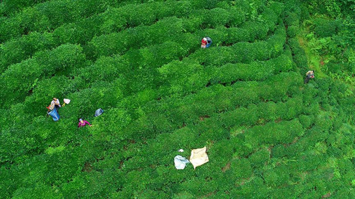 Türk çayı 7 ayda 17,2 milyon dolar kazandırdı