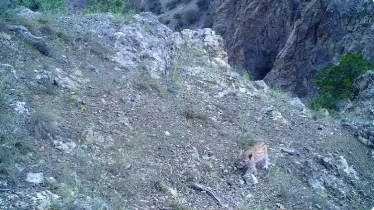 Vaşak ve yavrusu fotokapanda