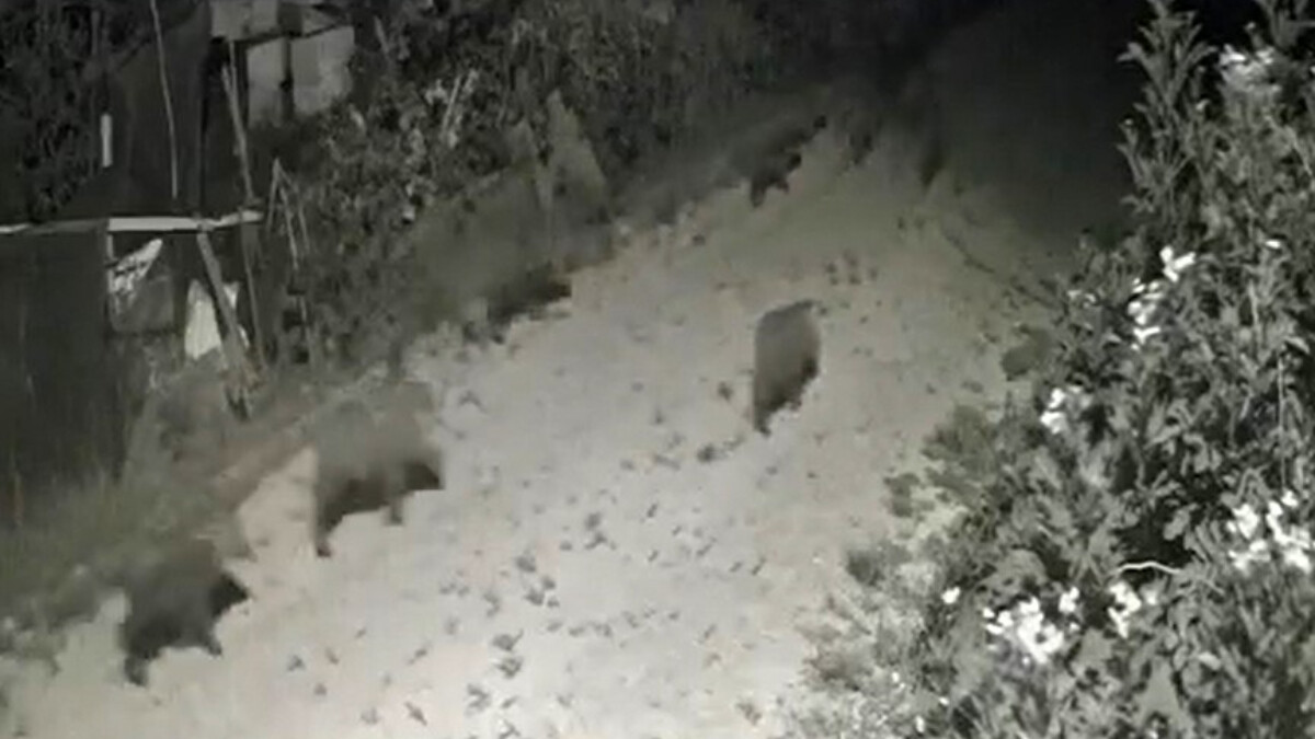 Yalova’da yerleşim alanlarına yaban domuzu sürüsü indi