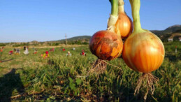 Yozgat’ta kuru soğanın kilosu tarlada 5 lira iken markette 3 katı