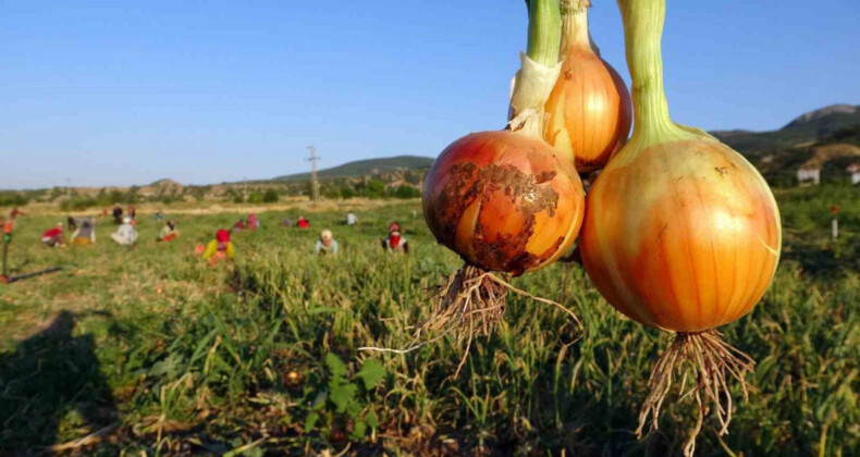 Yozgat’ta kuru soğanın kilosu tarlada 5 lira iken markette 3 katı