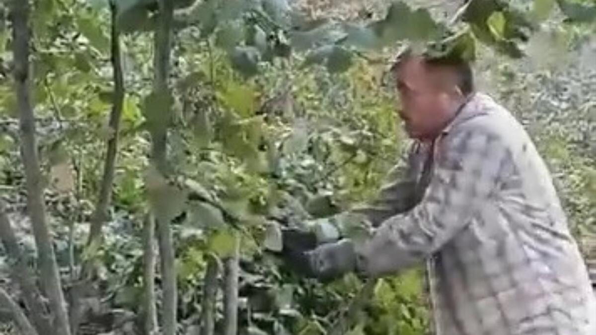 Zonguldak’ta fındık para etmiyor dedi: Ağaçlarını kesti