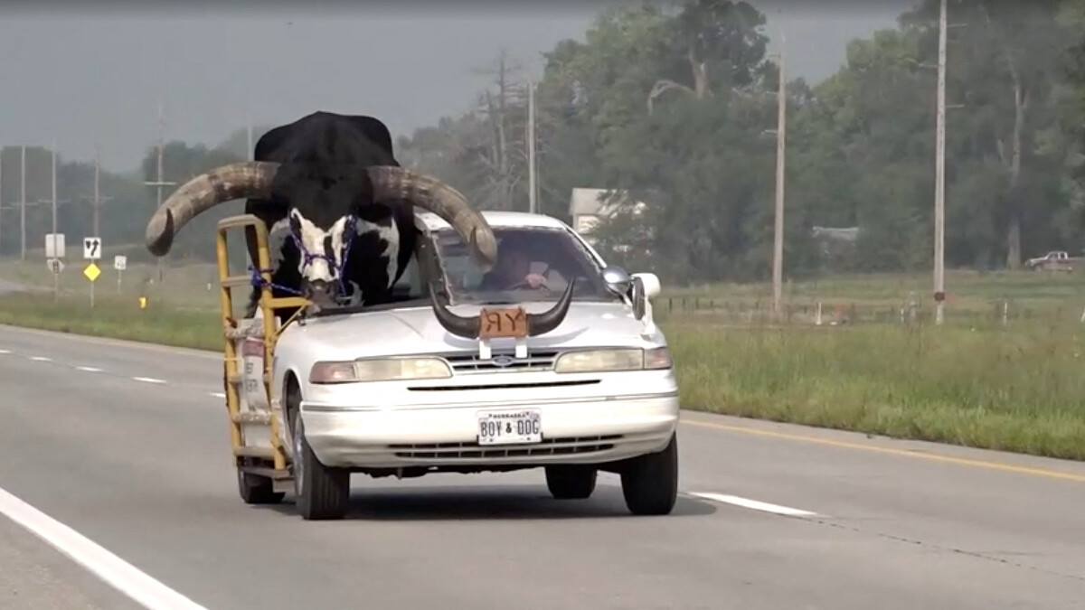 ABD’de otoyolda ilerleyen araçta ön koltukta oturan boğa dikkat çekti
