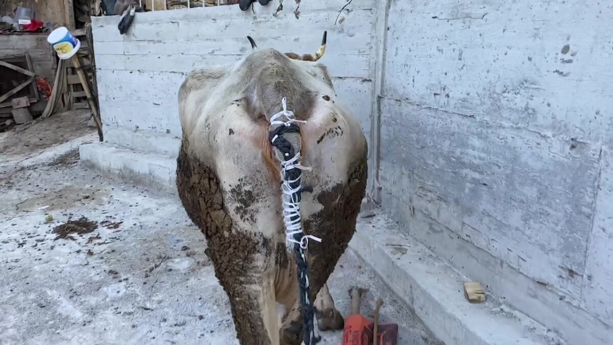 Amasya’da ineğe kurt saldırısı: Yapay kuyruk taktılar