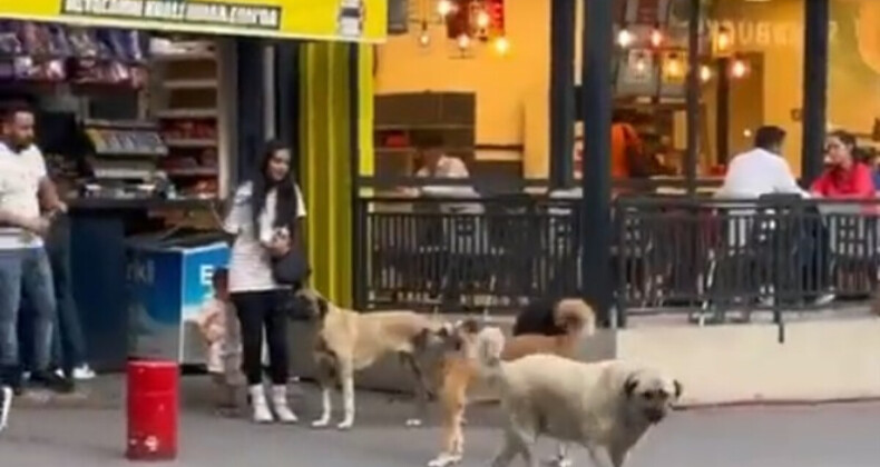 Ankara’da başıboş köpek sorunu! Çocuklu anneyi sıkıştırdılar