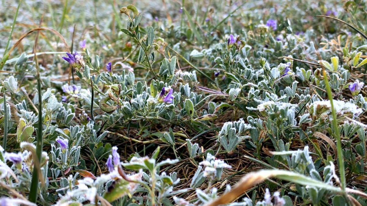 Ardahan’da eksinin altına düşen sıcaklık kırağıya neden oldu