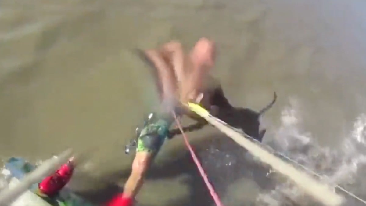 Arjantin’de saldırgan köpek sörfçüyü denizde yakaladı