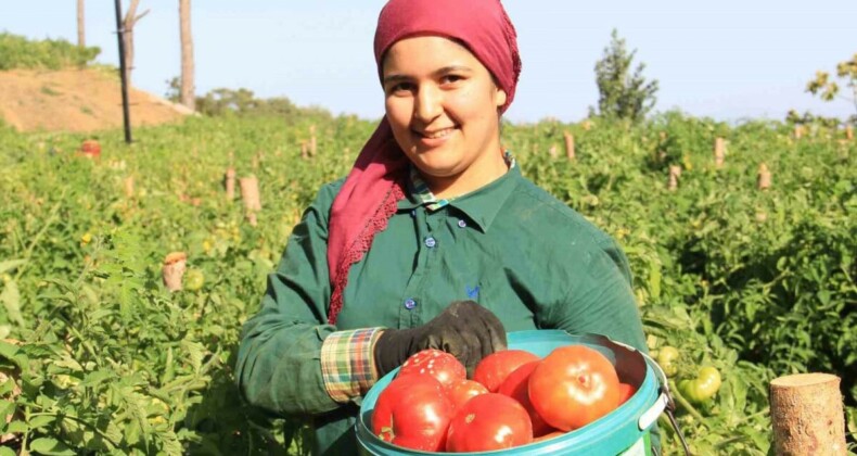 Aydın’dan kiraz ve domates ihracatında rekor