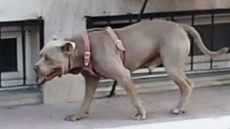 Bağcılar’da başıboş pitbull okul bahçesine girdi: Öğrenciler korku dolu anlar yaşadı