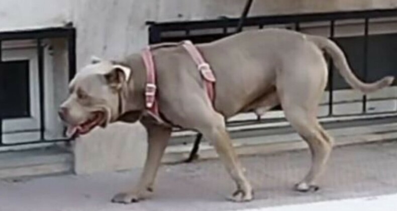 Bağcılar’da başıboş pitbull okul bahçesine girdi: Öğrenciler korku dolu anlar yaşadı