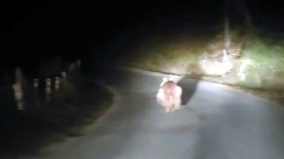 Bartın’da sürücülerin önüne çıkan ayı heyecan yarattı