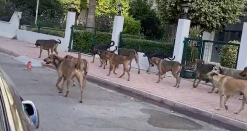 Başıboş köpek krizi devam ediyor! Antalya’da sürü halinde gezen köpekler tehdit oluşturdu…