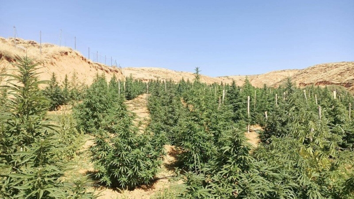 Bingöl’de 88 bin 766 kök kenevir ele geçirildi