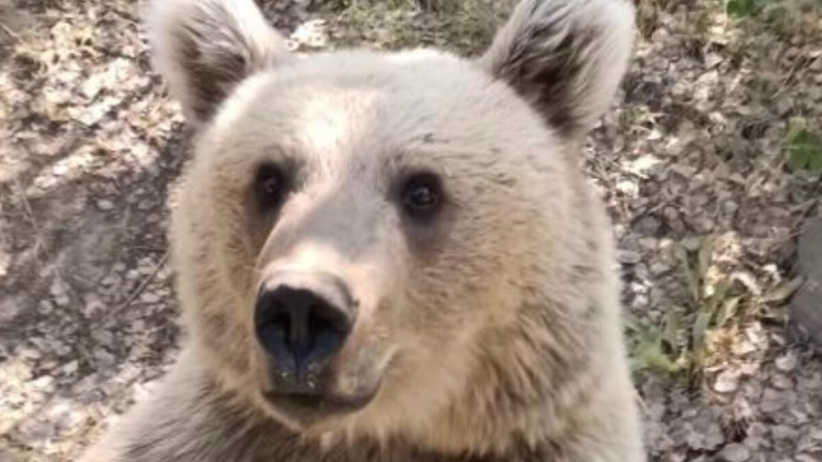 Bitlis’te ayıya şeker vermek istedi: Saldırıya uğradı