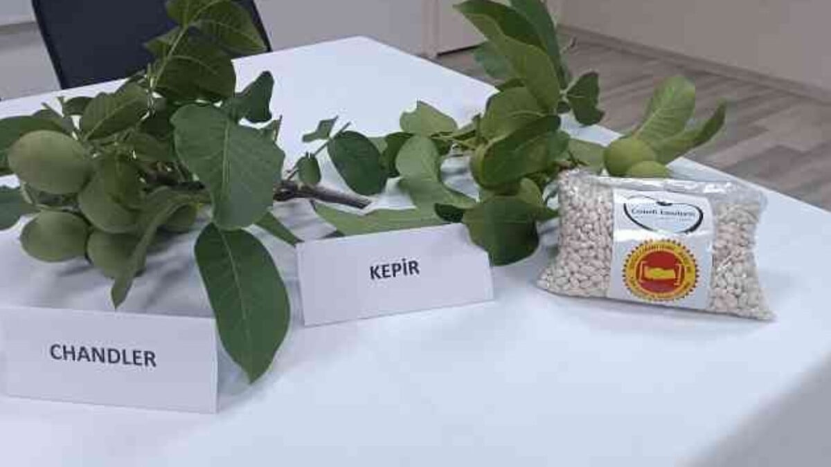 Denizli’de fasulye ve cevizin fiyatları kesinleşti