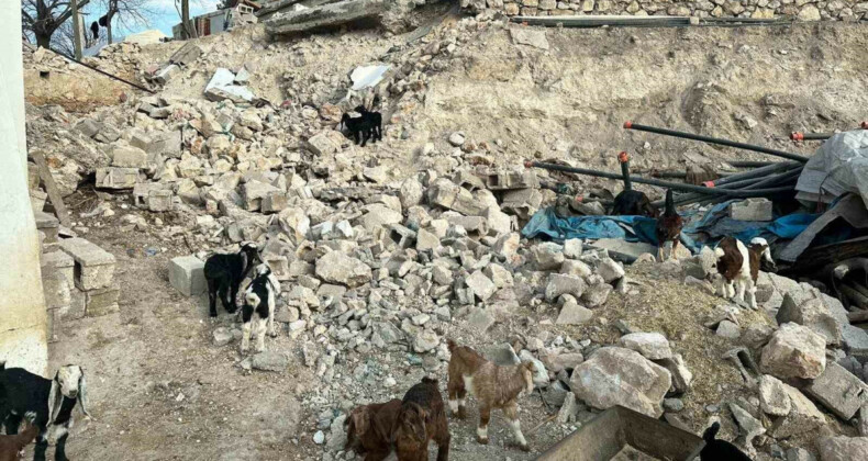 Depremde telef olan küçükbaş hayvanların bedelsiz dağıtımı tamamlandı