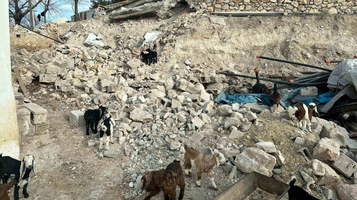 Depremde telef olan küçükbaş hayvanların bedelsiz dağıtımı tamamlandı