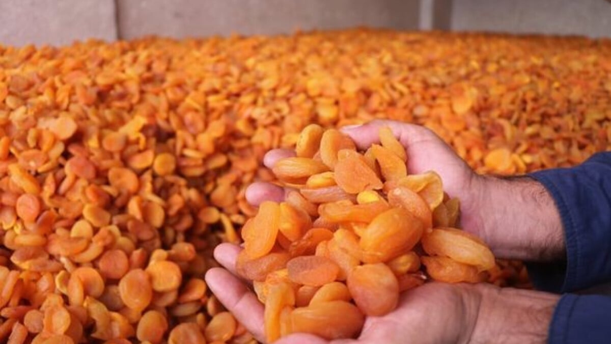 Depremin vurduğu Malatya’da kayısı ihracatı hedefleri arttı