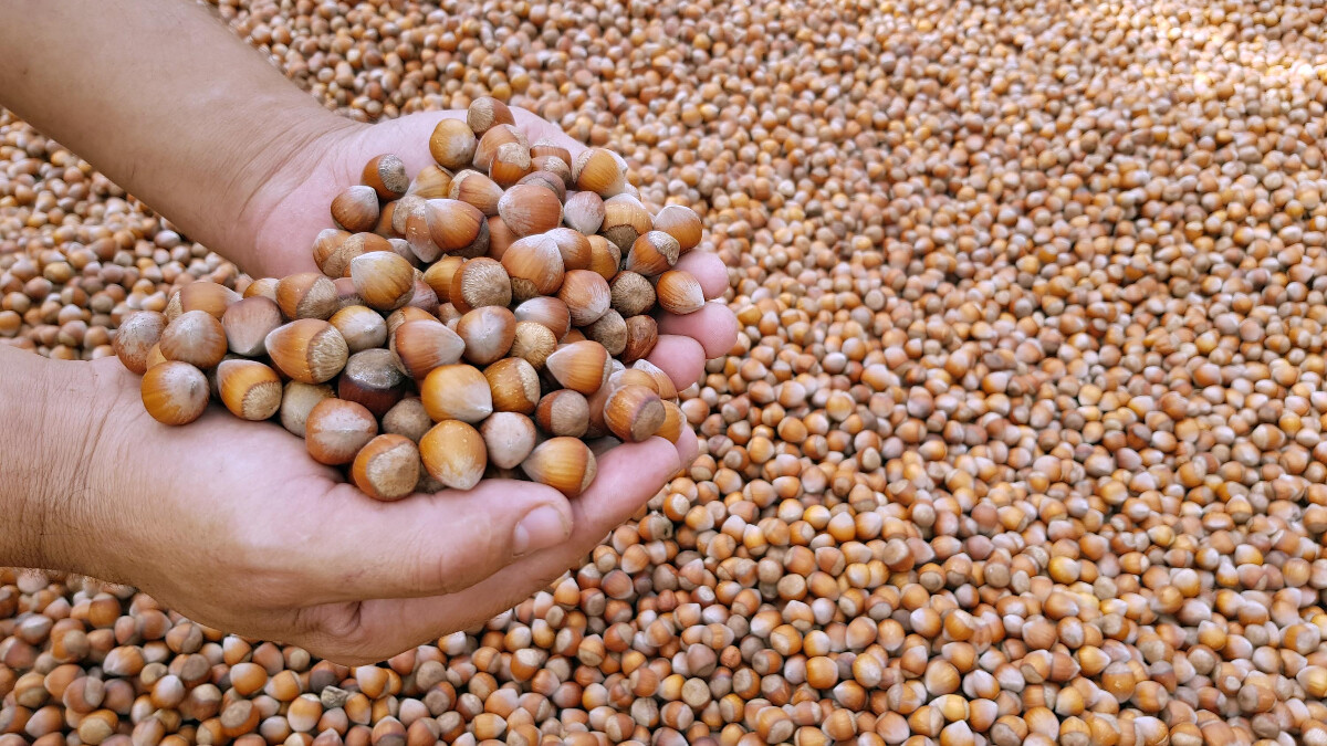 Giresun’da fındık fiyatı serbest piyasada 93 liraya çıktı