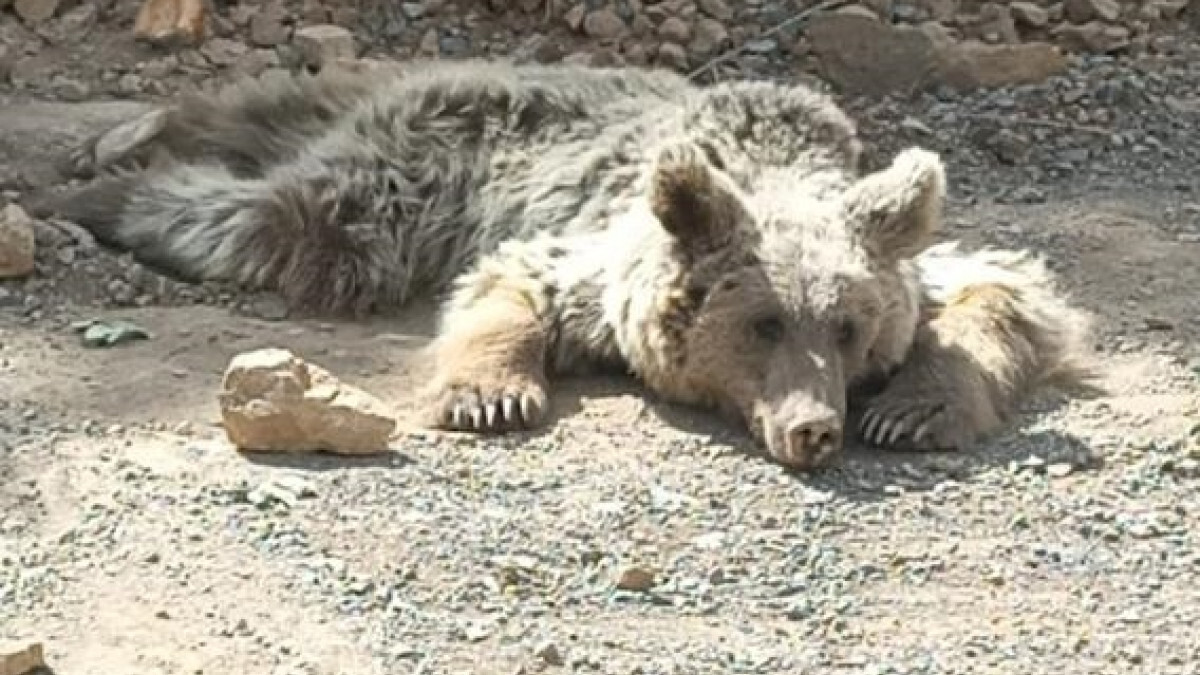 Hakkari’de dağdan kopan kaya parçalarının altında kalan ayı tedaviye alındı