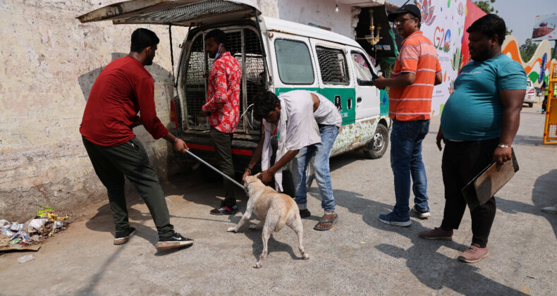 Hindistan’da G20 Liderler Zirvesi öncesi önlemler: Sokak köpekleri toplandı