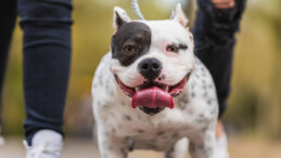 İngiltere’de tehlikeli köpek ırkları gündemde! Yasaklanabilir