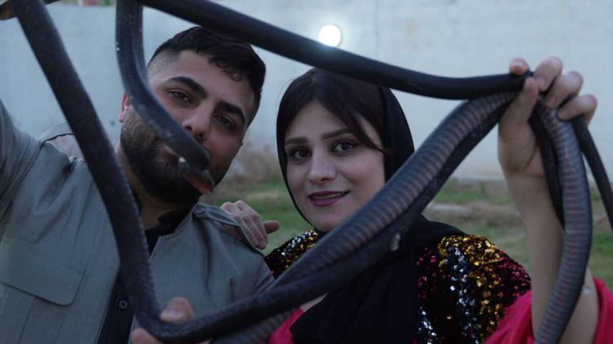 Iraklı çiftin alışılmadık gelir kaynağı! Besledikleri yılanların yağını satıyorlar…