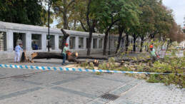 İstanbul’da ağaç devrildi! Turistler ölümden döndü