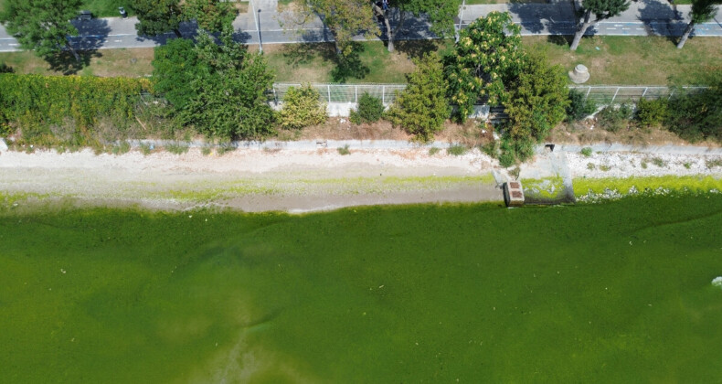 İstanbul’da Florya sahili yeşile döndü: Sağlık açısından uygun değildir